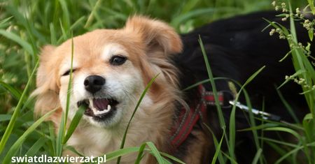 Dlaczego pies je trawę i czy to groźne?