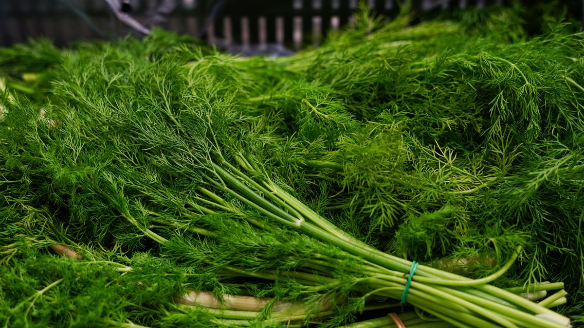 Odpowiednie przechowywanie koperku zapewni mu dłuższą świeżość