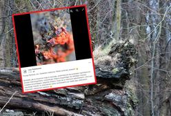 Bukietek malinowy. Śluzowiec z polskich lasów. "Przemieszcza się, pożerając mikroorganizmy"