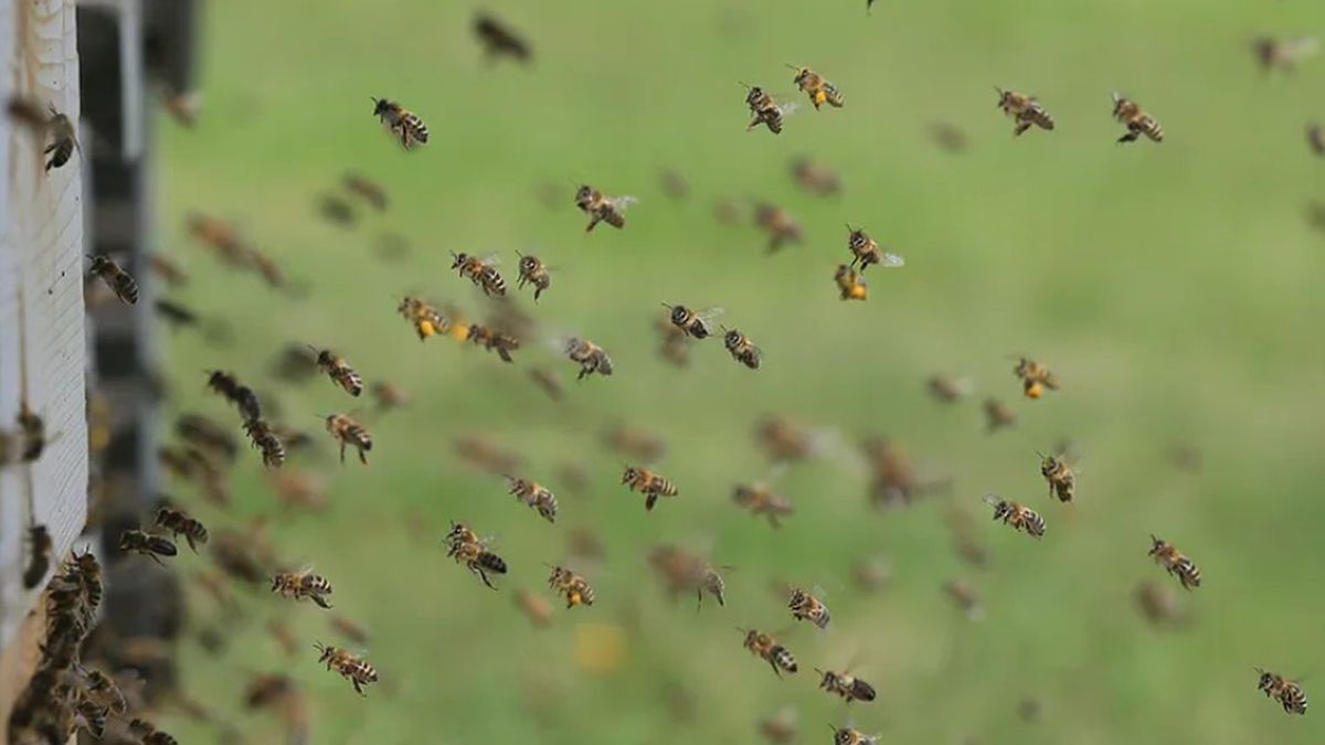 Kradzież z pasieki w woj. podlaskim