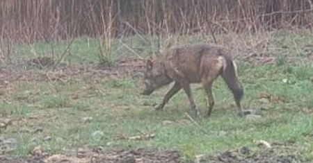 Burmistrz ostrzega mieszkańców. "Grzybiarze natknęli się na wilki"