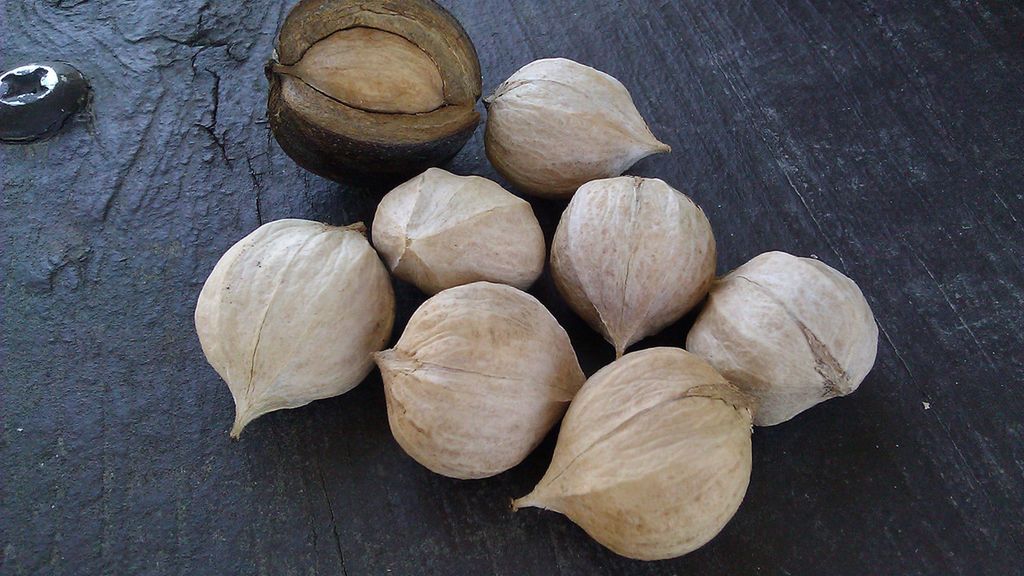 Suszone amerykańskie białe orzechy