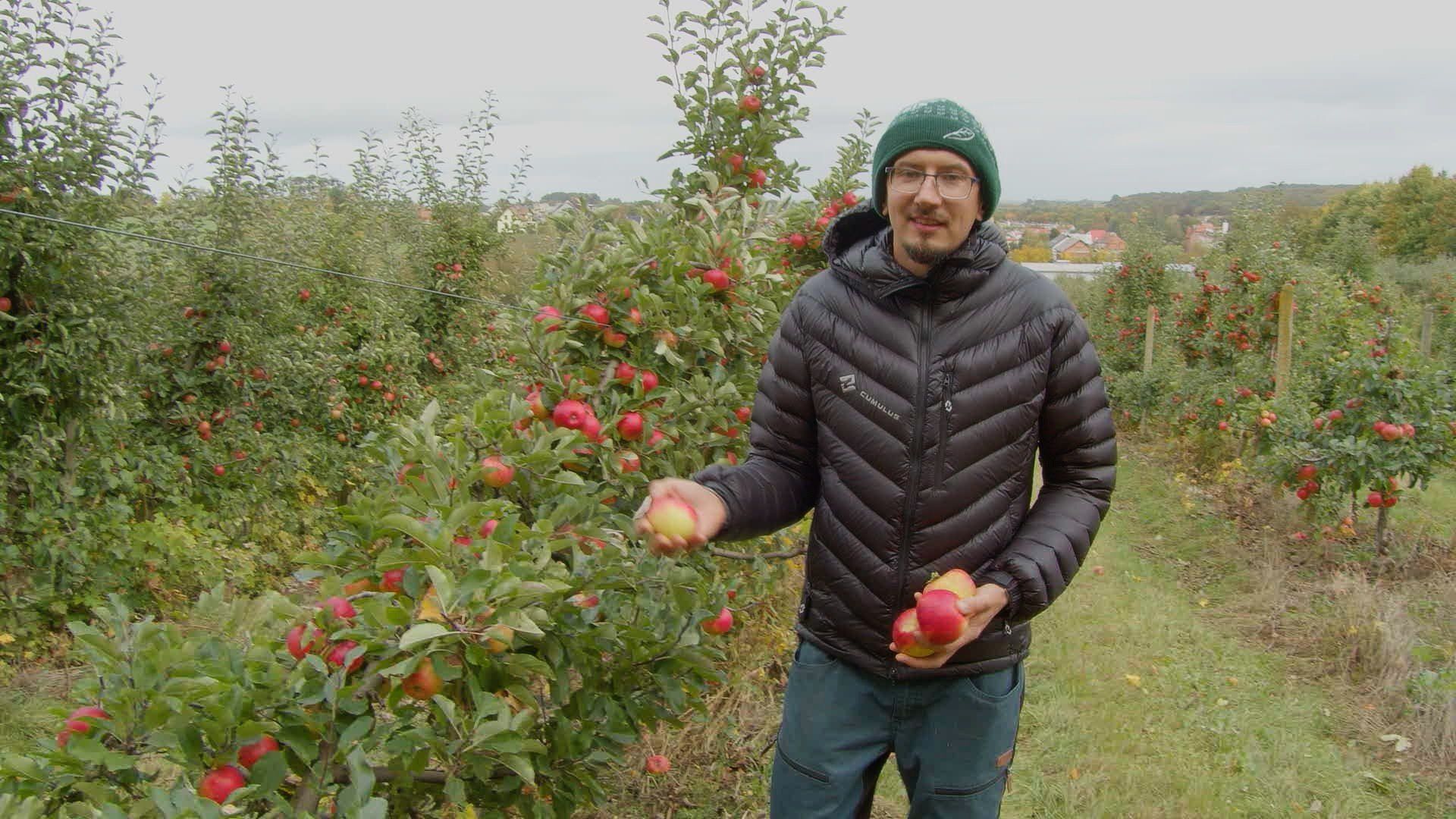 Jabłkobranie u Celmerów