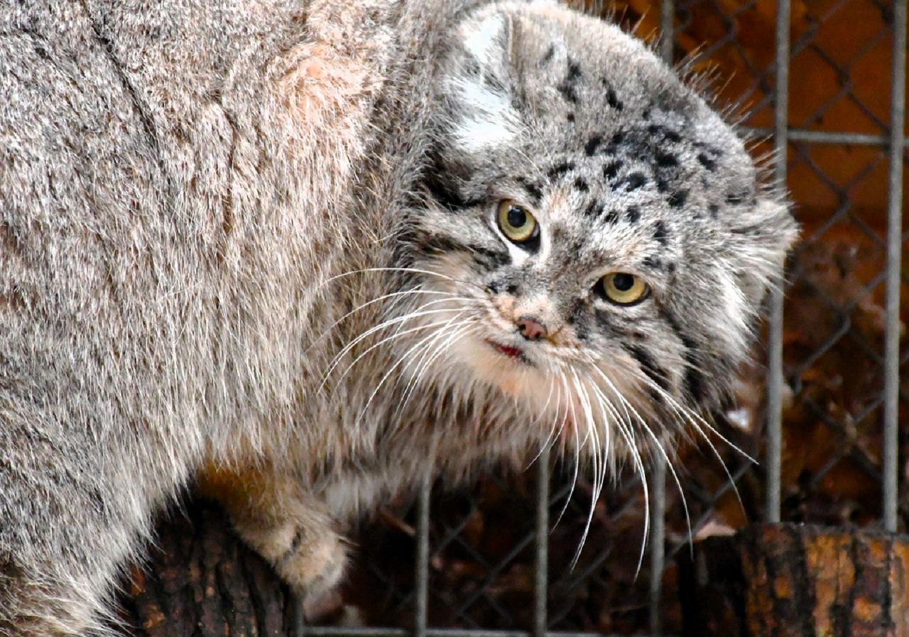 "Mamy championa". Manul z Polski wygrał światowy plebiscyt