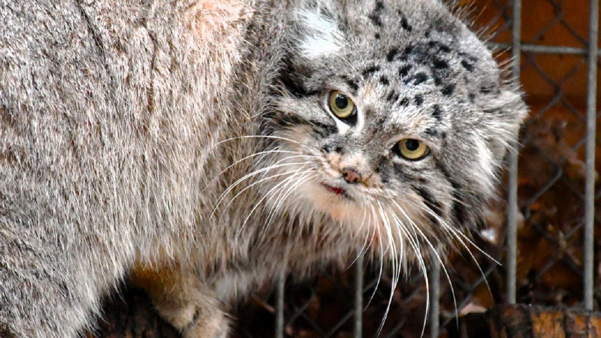 Polski manul wygrał plebiscyt.