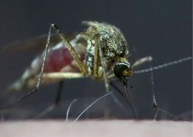 Denga i malaria realnym zagrożeniem dla Europy. Prof. Szewczyk: Wraz ze zmianą klimatu będą się przesuwały w naszą stronę (WIDEO)