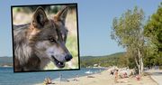 Wilk zaatakował 5-letnią dziewczynkę na plaży w Grecji. Służby reagują