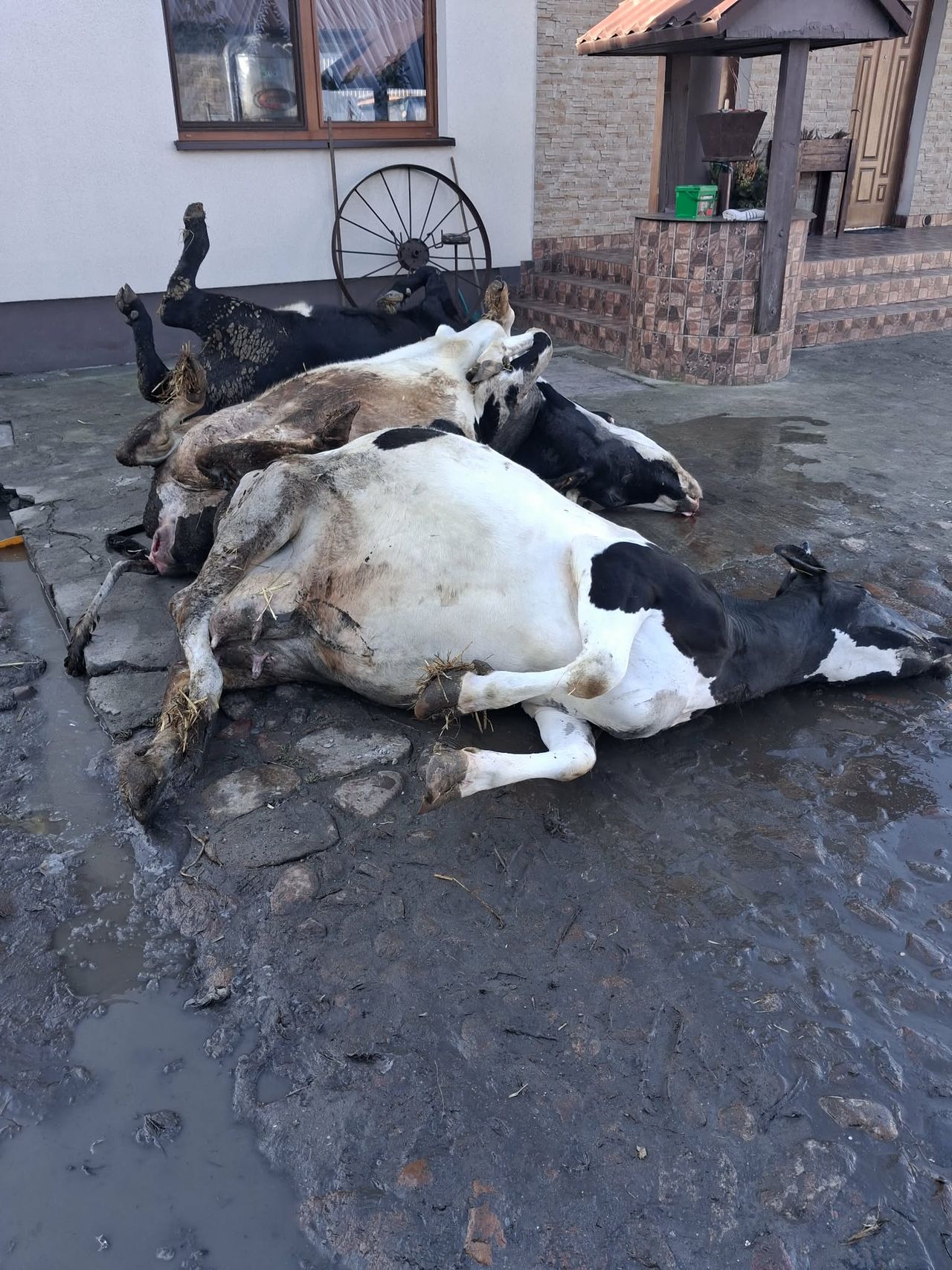 Tragedia w gospodarstwie w miejscowości Swoboda. 15 krów padło najprawdopodobniej po porażeniu prądem!