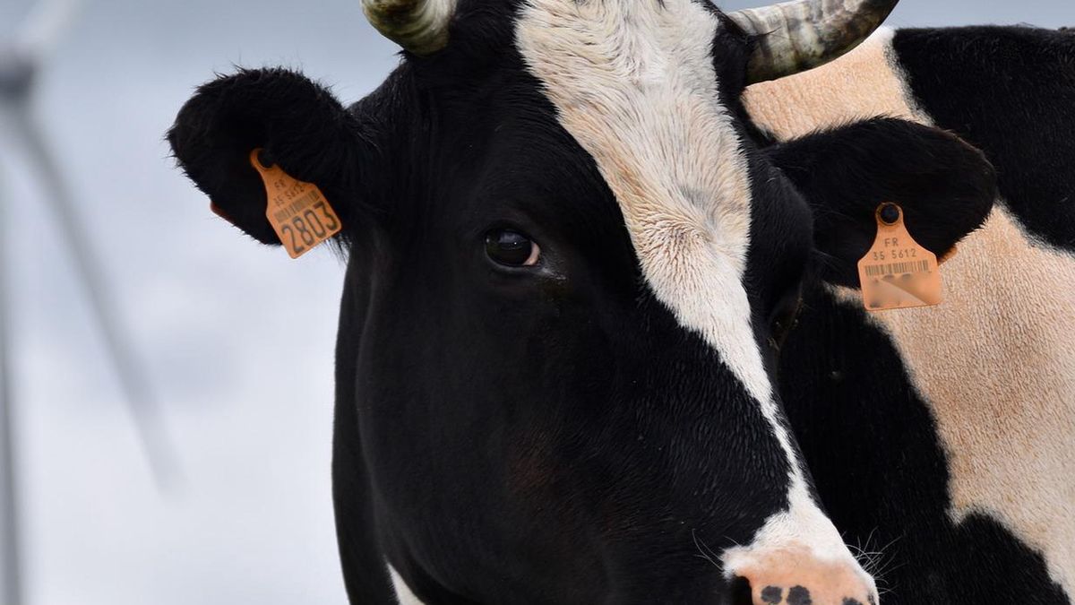 Rolnik został zaatakowany przez byki.