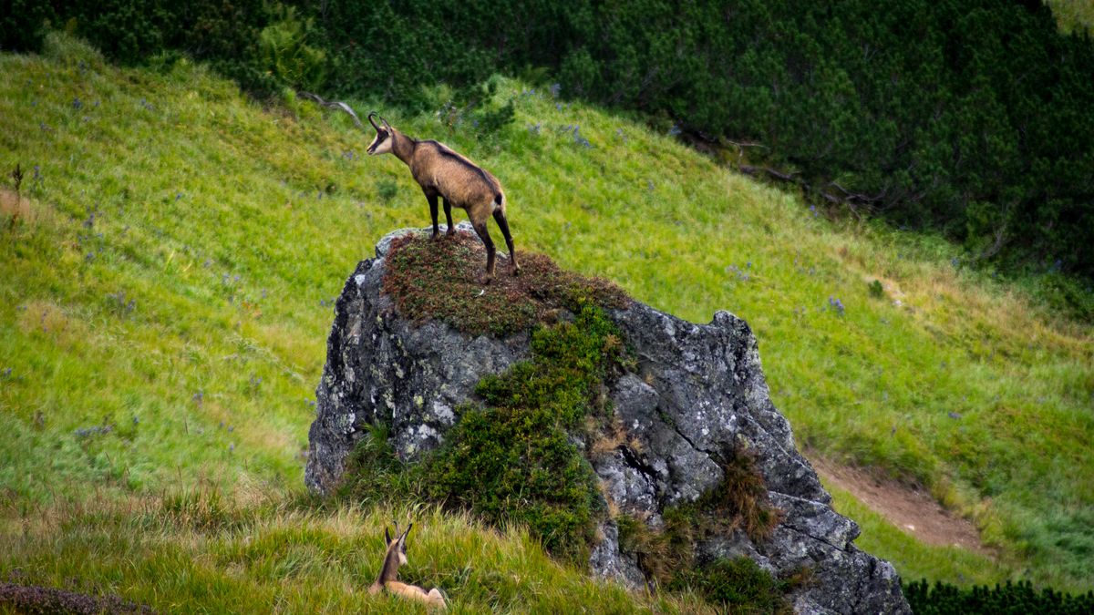 Pryszczyca zagraża dzikim zwierzętom. Jest apel do turystów