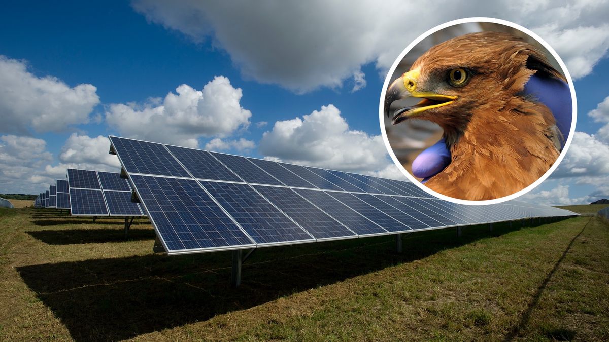 Fotowoltaika i orlik krzykliwy