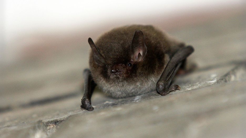 Przypadek z Parchowa dotyczy nietoperza, którego zabrał ze sobą chiropterolog
