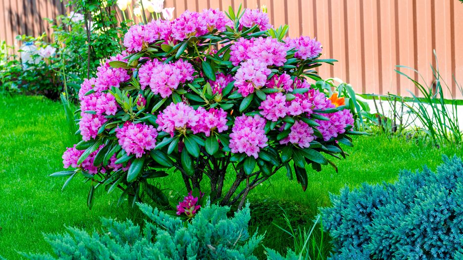 Jak najlepiej nawozić rododendrona? 