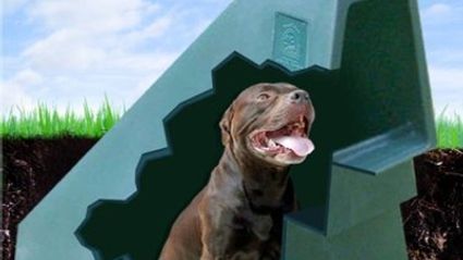 Nie zrobić z psa wariata? 10 niezwykłych bud 1