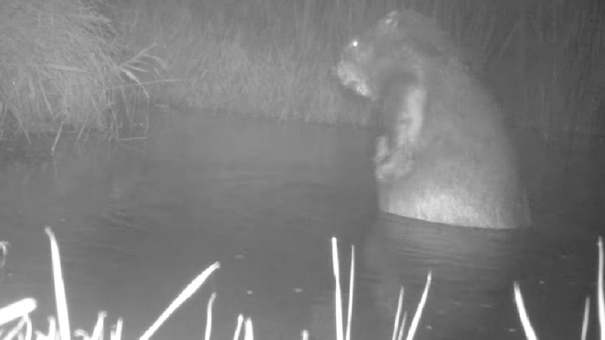 Wyjątkowe nagranie z udziałem bobra. Mył się na dwóch łapach!