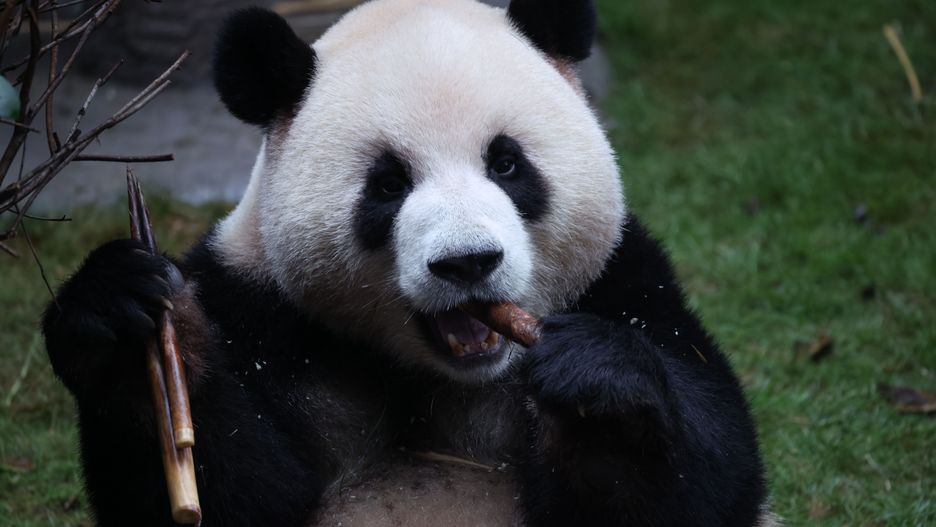 CHONGQING, CHINA - OCTOBER 25 2025: A giant panda eats bamboo in a zoo in southwest China's Chongqing Municipality Saturday, Oct. 25, 2025. (Photo credit should read LI HONGBO / Feature China/Future Publishing via Getty Images)