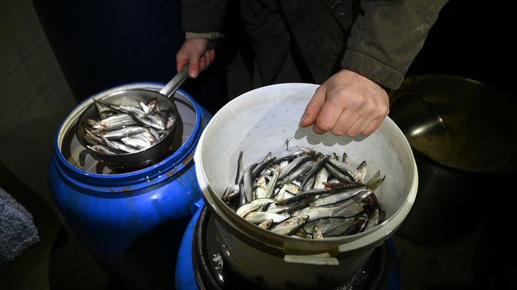 Świeże szproty przed beczkowaniem