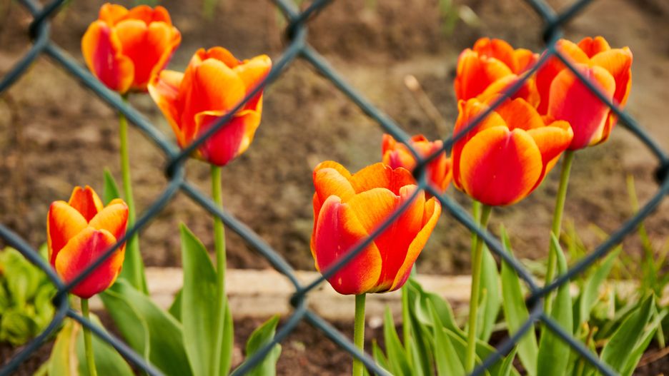 Kwitnące tulipany potrafią odmienić ogród / zdjęcie poglądowe