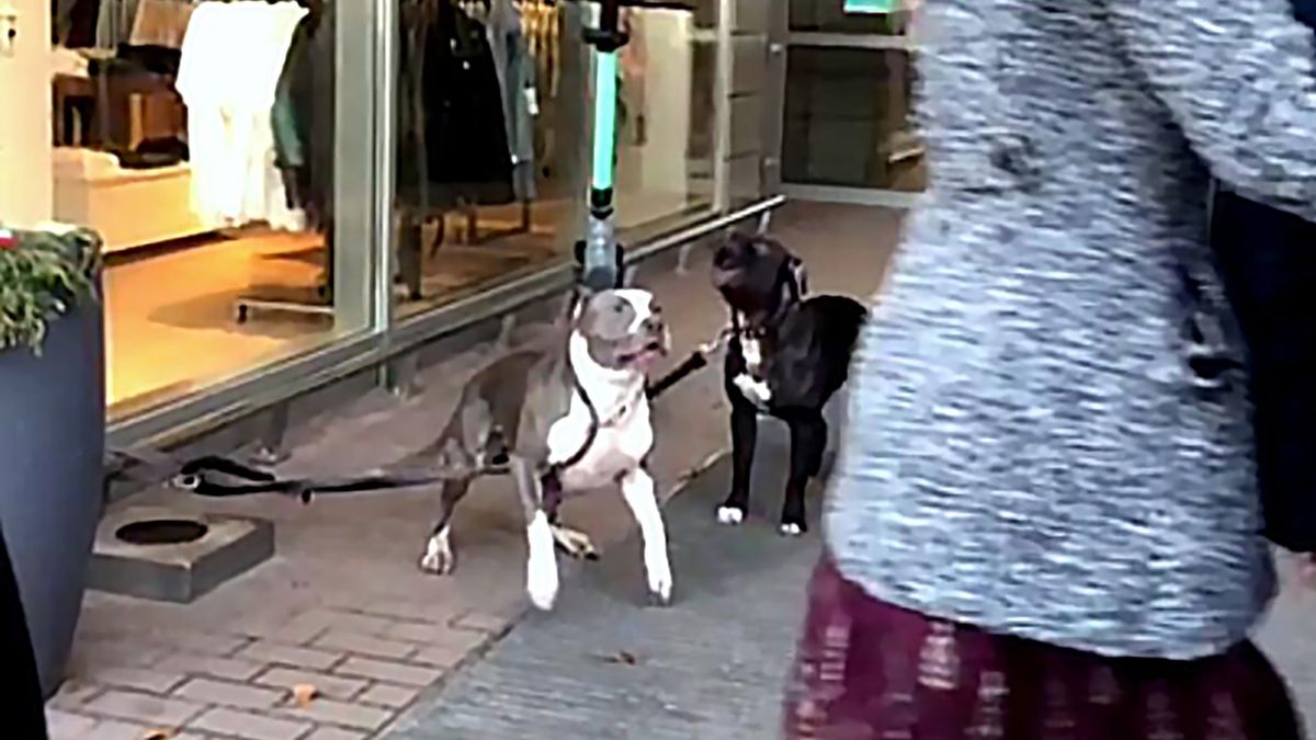 Psy atakowały każdego, kto zbliżał się do wejścia do galerii