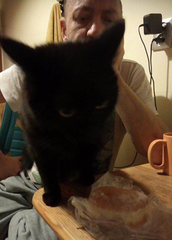 Czy koty widzą w nas swojego Pana czy… Pupila?