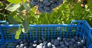 Zapraszają na samozbiory borówki. Tyle kosztuje kilogram owoców