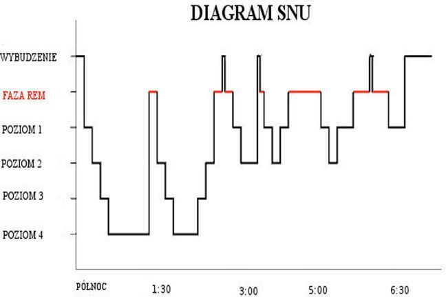 Sen każdego z nas składa się z kilku faz. Nieprawdą jest, że w każdej z nich nasz mózg jest tak samo mało aktywny
