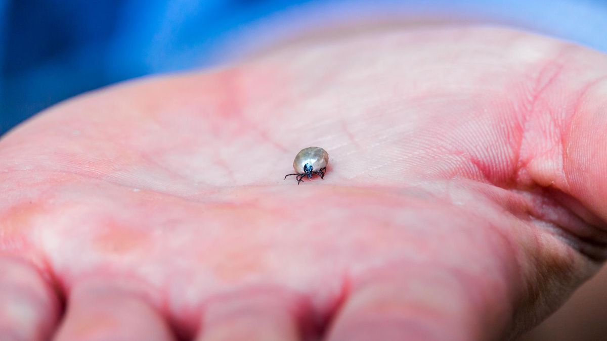 Kleszcze aktywne jesienią