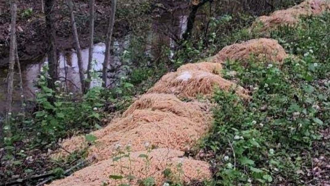 W lesie znaleziono ponad 200 kg makaronu 