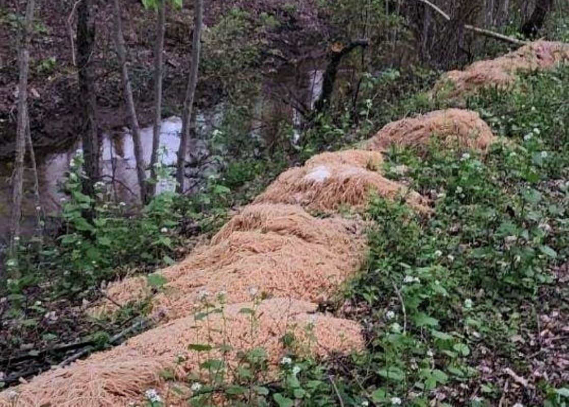 200 kg makaronu w lesie. Zagadka została rozwiązana