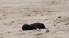 Tysiące martwych fok w Namibii. Morze wyrzuciło je na plażę