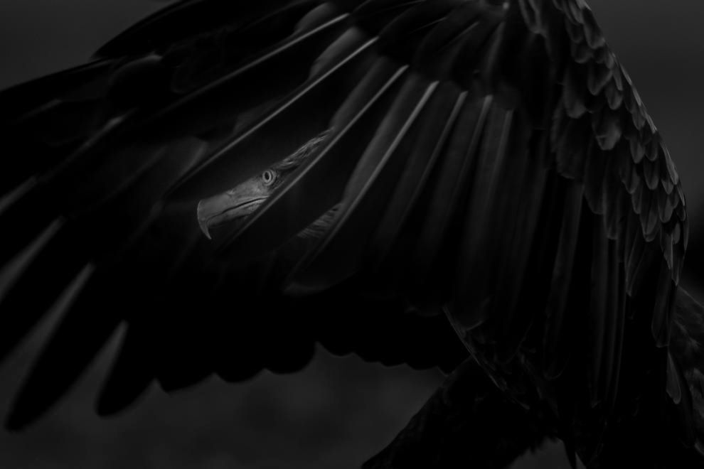 Poznaj zwycięskie zdjęcia wyłonione w konkursie Bird Photographer of The Year 2016 5
