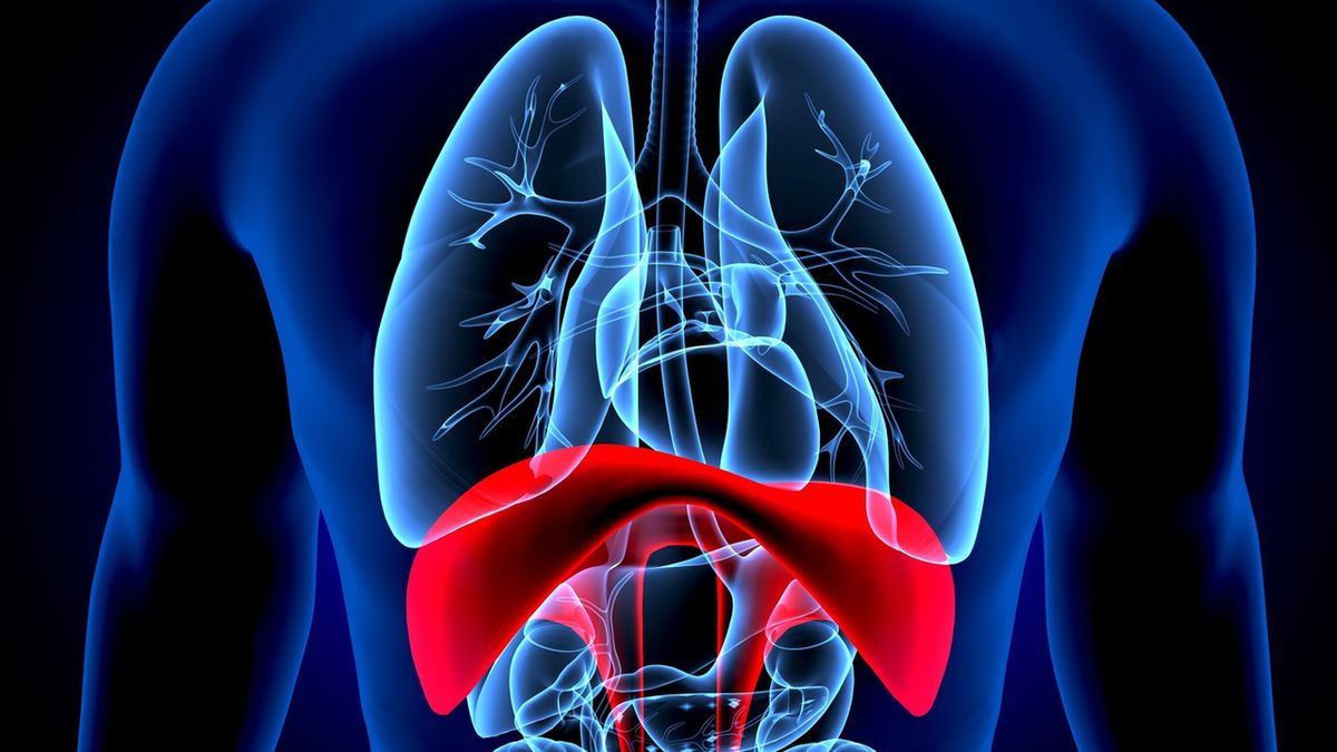 Przepona to główny mięsień oddechowy (szeroki, ale cienki). Stanowi dolną ścianę jamy klatki piersiowej i przegrodę, która oddziela ją od jamy brzusznej.
