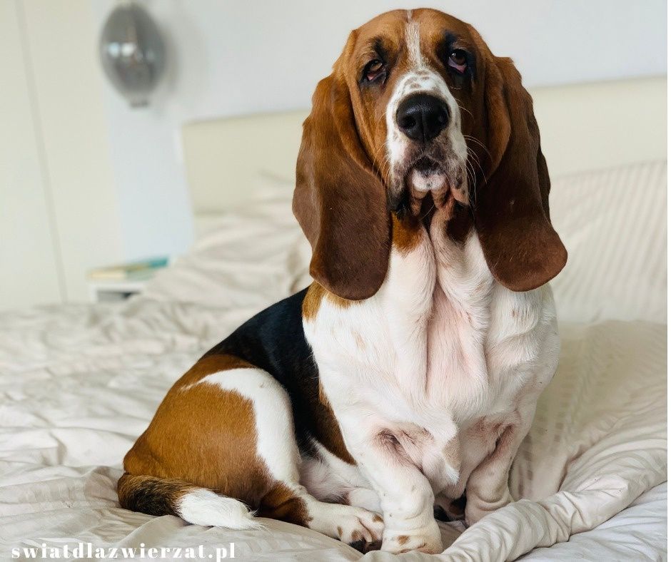 Basset hound pies