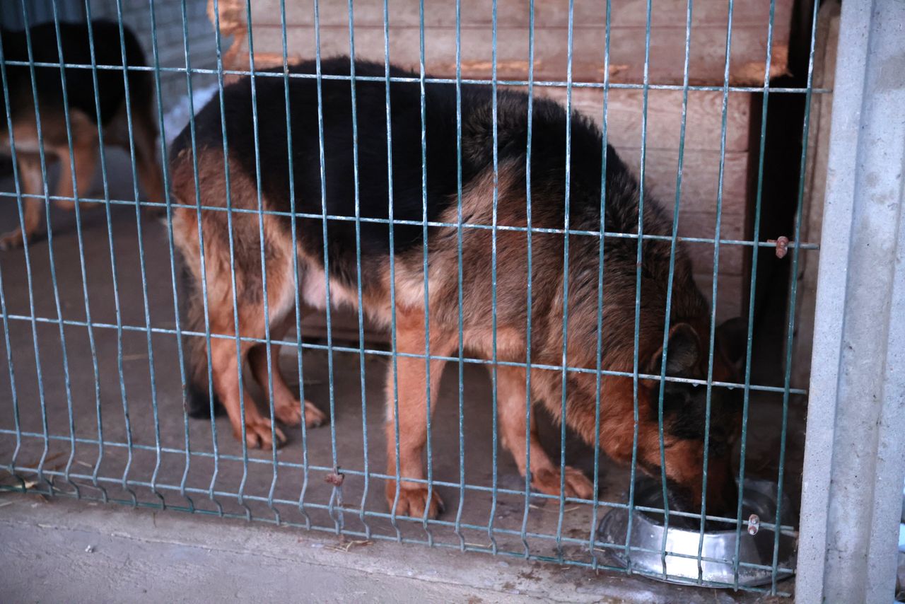 Schronisko "Happy Dog" w Sobolewie zamknięte. Decyzja Inspekcji Weterynaryjnej po kontroli PIW