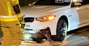 Dzik potrącony przez dwa auta na Białołęce. Zwierzę nie przeżyło