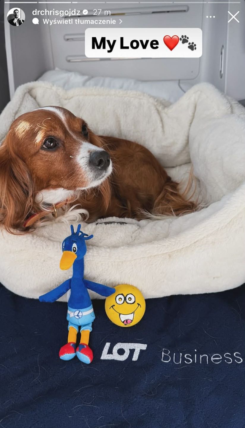 Pies Krzysztofa Gojdzia na pokładzie samolotu