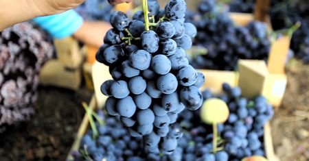 Winogrona chronią przed zawałem serca i udarem mózgu. Ważne odkrycie naukowców z USA