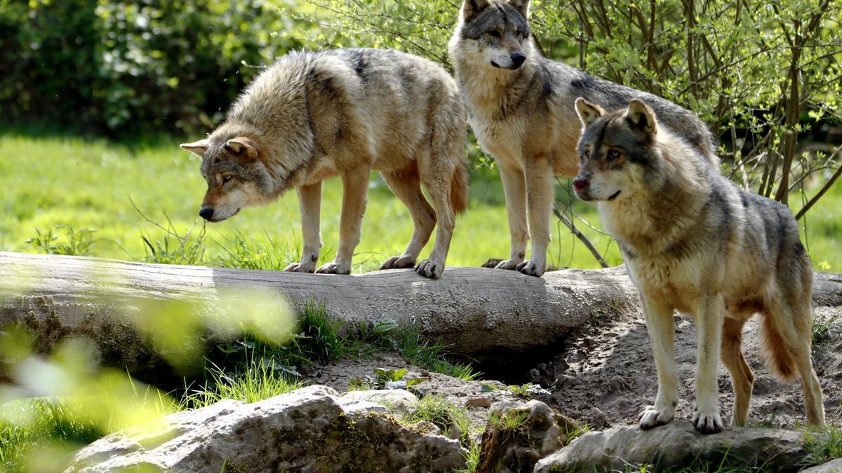  Parlament Europejski zmienił status ochrony wilków ze "ściśle chronionego" na "chroniony"