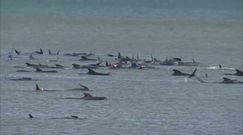 250 grindwali w pułapce. Dla wielu na pomoc jest za późno