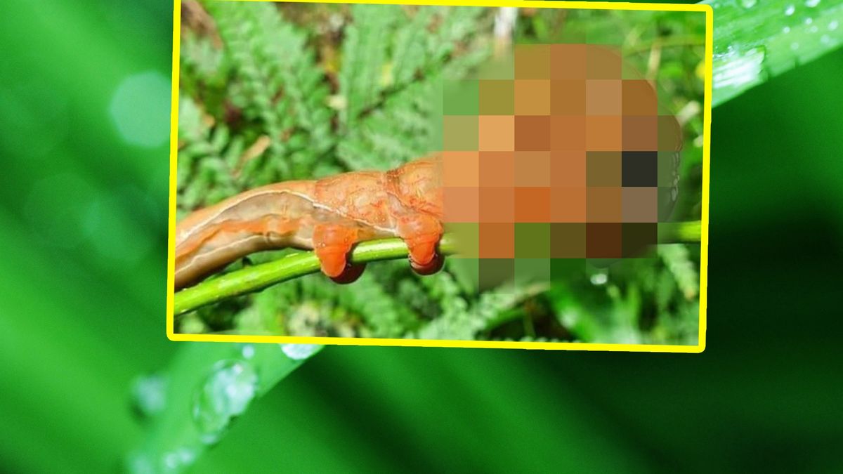 Media obiegło zdjęcie przerażającej gąsienicy