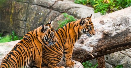 Kontrowersyjna inicjatywa zoo w Danii. Zwierzęta domowe karmą dla drapieżników
