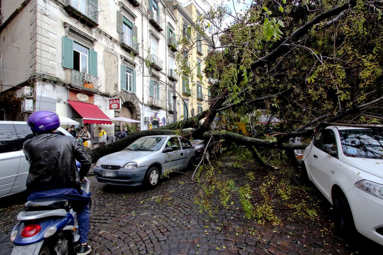 Połamane drzewa w Neapolu 
