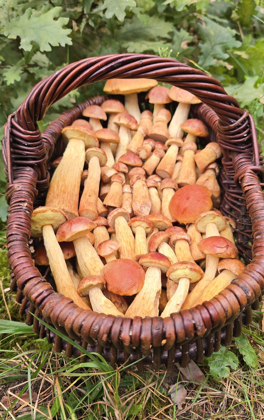 Borowiki amerykańskie.