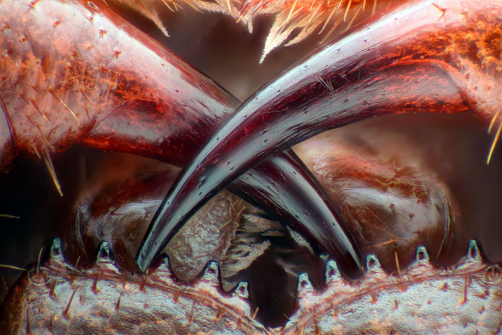 Wspaniały świat z bliska, czyli finaliści Nikon’s Small World 2016. Polacy wśród wyróżnionych 3