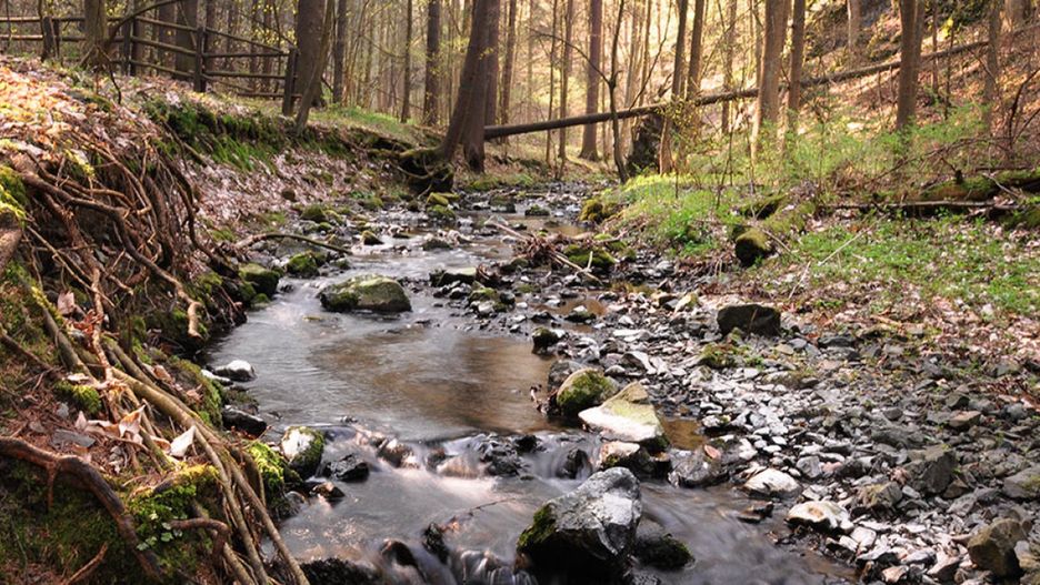 Wąwóz Myśliborski (Piotr Florek lca.pl)