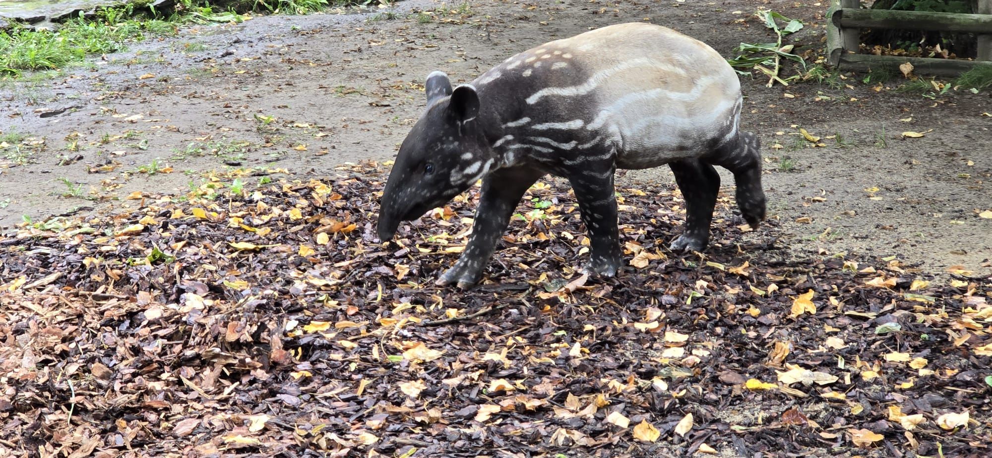 Tapir Baby Shower