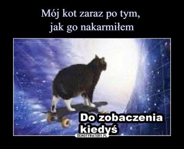 Memy na Dzień Kota