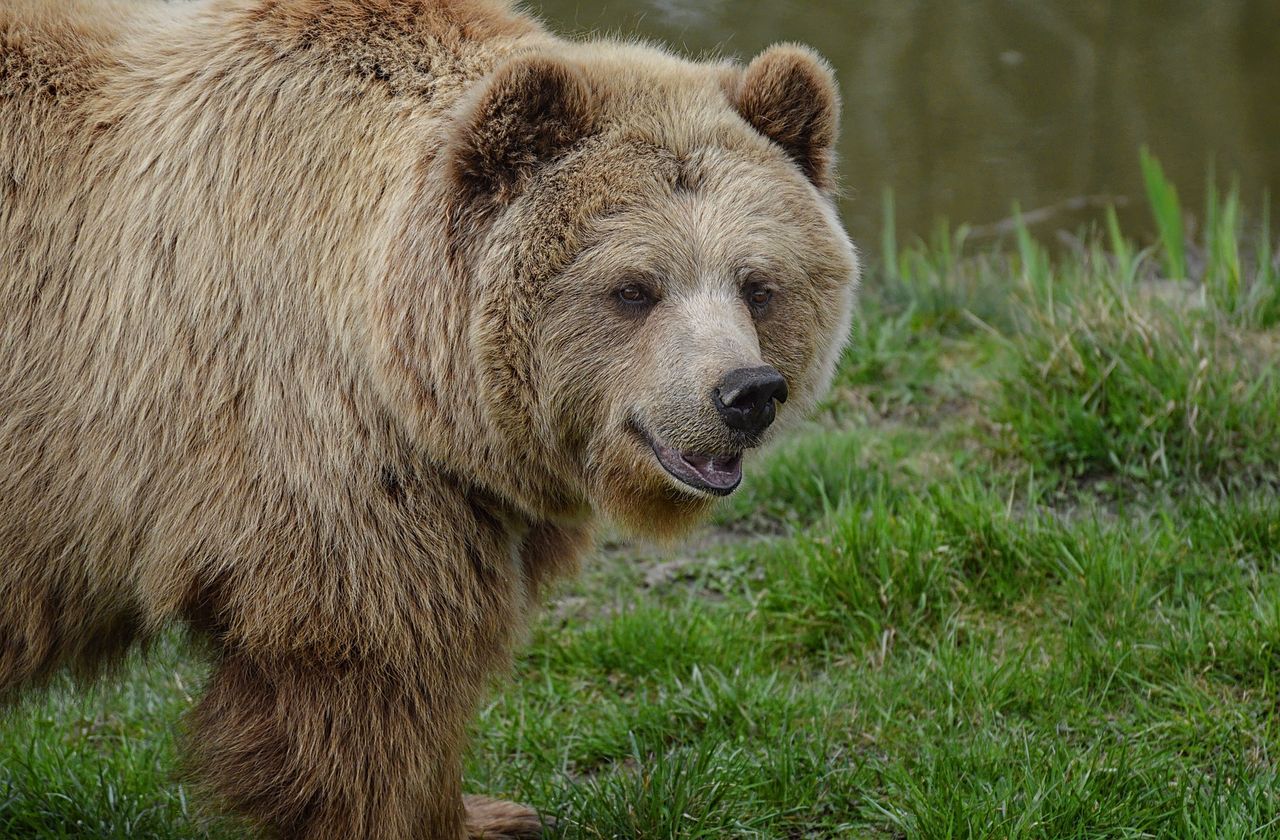 Coming together: Hybrid bears emerge as climate alters territories