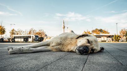 Truciciel psów grasuje na Pomorzu? Lokalne władze apelują