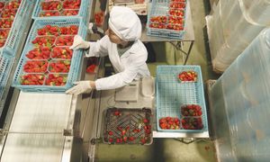 Syndyk wystawił spółkę na sprzedaż. Dwie przetwórnie idą pod młotek